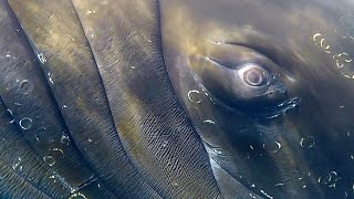 Really really close to a Humpback Whale in Antarctica [upl. by Patterson363]