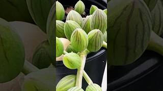 String of Watermelon Senecio Herreianus succulentsplanterspot succulant succulentlife garden [upl. by Ylus]