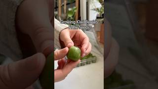 Growing Kiwis shorts plants seeds indoorplants houseplants propagation kiwi garden diy [upl. by Asfah]