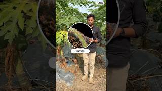 लाल मकड़ी को कंट्रोल कैसे करे  papayafarming farmingtips miticide acaricide [upl. by Iuq]