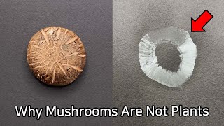 What Happens When You Place Mushroom on Black Paper  Mushroom Dissection [upl. by Quill]