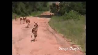 Güney Afrika Kruger Park Safari 32 hayrigezgin dunyagezginihayri fotografcidunyagezgini shorts [upl. by Amri]