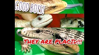 5 BlueTongued Skink Subspecies Jenis Kadal Panana Asli Indonesia [upl. by Irafat963]