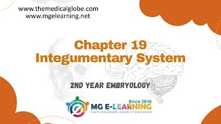 Chapter 19 Integumentary System Embryology [upl. by Linsk555]