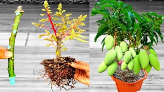 How To Grow Mango Tree From Cutting 14 × Views [upl. by Oigres476]