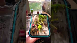 Check out my new fly box just got it organised FlyTying FlyBox FlyFishing Subscribe FYP ￼ [upl. by Kern]