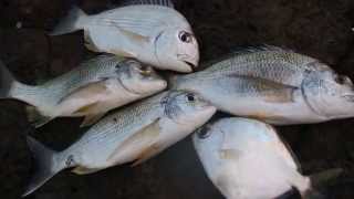 Gold Coast fishing sea bream tarwhine butter bream  weekly catch [upl. by Noy957]