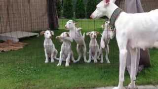 Podenco IbicencoIbizan Hounds Kennel quotBaltas Vejasquot2013 [upl. by Liahkim345]