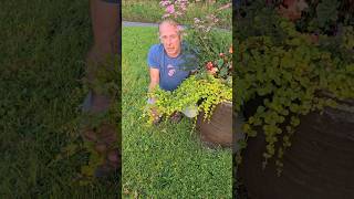 Creeping Jenny lysimachia nummular nativeplants gardening permaculture hangingbasket explore [upl. by Nalla126]