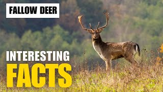 Exploring the Fascinating World of Fallow Deer  Interesting Facts  The Beast World [upl. by Jojo979]