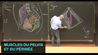 Anatomie des muscles du pelvis et du périnée Pelvis 4 [upl. by Ness]