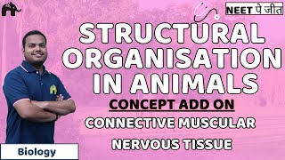 Structural Organisation in Animals Class 11 Biology NEET  Connective Muscular Nervous Tissue [upl. by Ahsad]