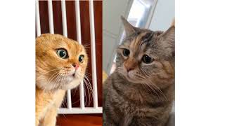 2 Cats Talking Meme  2 Cat Talking Meme Orginal video  Orange amp Black Cat Meme Viral Cat Video [upl. by Eusebio]