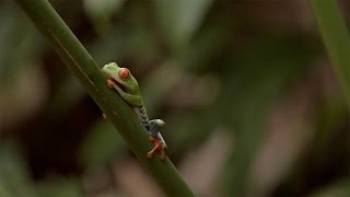 Arenal Volcano National Park Costa Rica  WestJet Vacations [upl. by Kristianson]