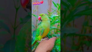 Smart talking parrot cuteness 😍 💖 short ytshort Mithu [upl. by Htidirrem]