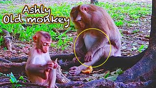 Ashly Old monkey Of course  Pregnancy in old age is difficult [upl. by Annaid479]