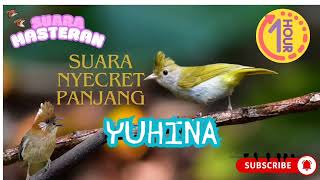 Masteran Yuhina nyecret panjang cocok untuk burung lomba [upl. by Ayokahs241]