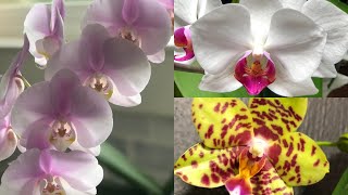 como cuidar Orquídeas phalaenopsis en casa [upl. by Rigdon]