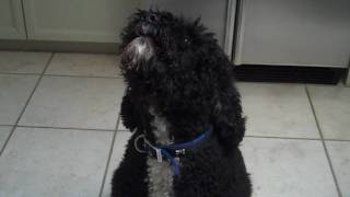 Portuguese Water Dog Singing [upl. by Oileduab571]