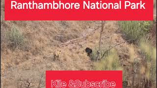 Ranthambhore national park ranthambhoretiger [upl. by Namreg]