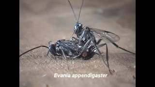 Parasitic Wasps Evania as Parasitoids of Cockroaches [upl. by Adamok]