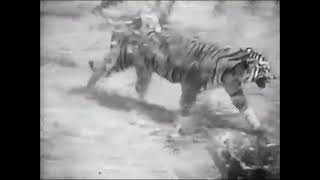 Sumatran Tiger vs African Lion Fight  New Footage  It was the lion who actually ran in the end [upl. by Austreng61]