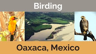 Birding Oaxaca MX Incredible Birds Scenery amp Nature [upl. by Rashida]