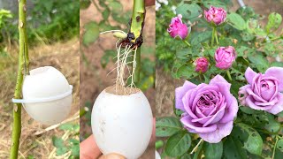 Use eggshells to extract rose branches  Propagate rose branches [upl. by Yks271]