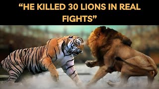 Gunga A Tiger Who Killed 30 Lions in Real Fights [upl. by Suivatnom800]