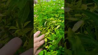 Tulsi plant care tips my beautiful happy green terrace garden my Happiness happy gardening 🍀🌿😊😊❤️💚🌈🌈 [upl. by Cannon]