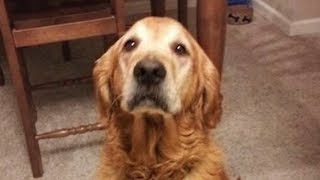 Dogs Doesnt Like Singing Compilation [upl. by Godiva]