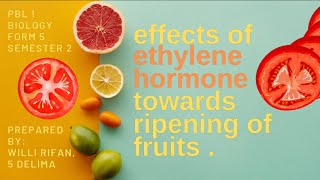 Effects of Ethylene Hormone towards Ripening of Fruits  PBL BIOLOGY F5 SEM 1 [upl. by Sirak]