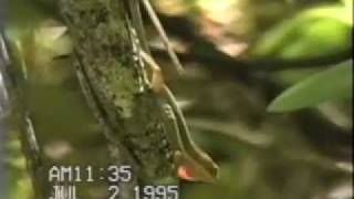 anolis displaysmov [upl. by Anul248]