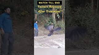 Vulture Released After Treatment shorts viral [upl. by Yekcin451]