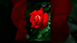 WhatsApp video statusflower lovers [upl. by Hokanson]