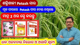 ଶକ୍ତିଶାଳୀ Potash ସାର ମୂଳ ସାର ରେ ପ୍ରୟୋଗ କରି ନଥିଲେ 2ଟି ସ୍ପ୍ରେ Potash Fertilizer Spray [upl. by Kazmirci]