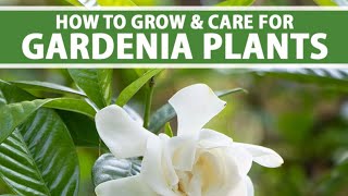 All About Gardenia Indrakamal Plant care Produce more buds N Blooms all year round 🌱 gardenia ca [upl. by Einegue]