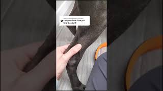 How To Use Lateral saphenous vein in a dog For Massive Growth [upl. by Euqinamod]