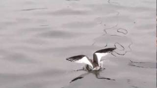 Sabines Gull Schwalbenmöwe on Lake Zurich Switzerland October 2011 02 [upl. by Ailedamla458]