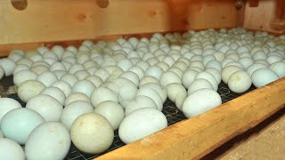 Awesome Technique in Hatching Duck Eggs  Incubating Hundreds of Ducks eggs  Brooder to coop [upl. by Daloris]