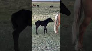 Three curious foals in wild stallion Rocket’s family [upl. by Greenleaf]