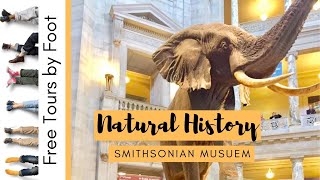 Highlights of the Smithsonian Natural History Museum [upl. by Darooge]