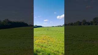 LouvainlaNeuve louvainlaneuve belgium europe nature fields shorts short viralvideo [upl. by Silvana16]