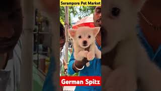 German Spitz Puppy❤️🐶shorts dog spitz [upl. by Rebba347]