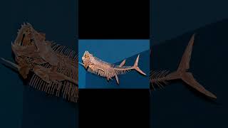 Leedsichthys Largest RayFinned Fish In History [upl. by Joshua]