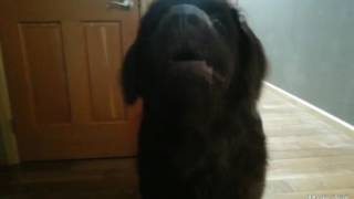 The Great Barking Of A Newfoundland Dog [upl. by Kcorb]