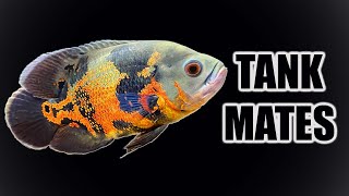 Top 10 Tank Mates for Oscar Cichlids [upl. by Nagy]