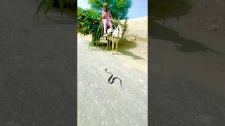 The snake is passing on the road and the donkey stoppednaagokidunia01 snake cobra roadsnake [upl. by Avruch202]