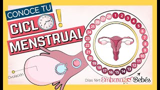 Así Funciona tu CICLO MENSTRUAL 📆🔥 Fases del ciclo ovulación menstruación días fértiles [upl. by Aggi813]