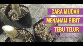 Cara Menanam amp Membibitkan Tebu Telur Turubuk [upl. by Etka]